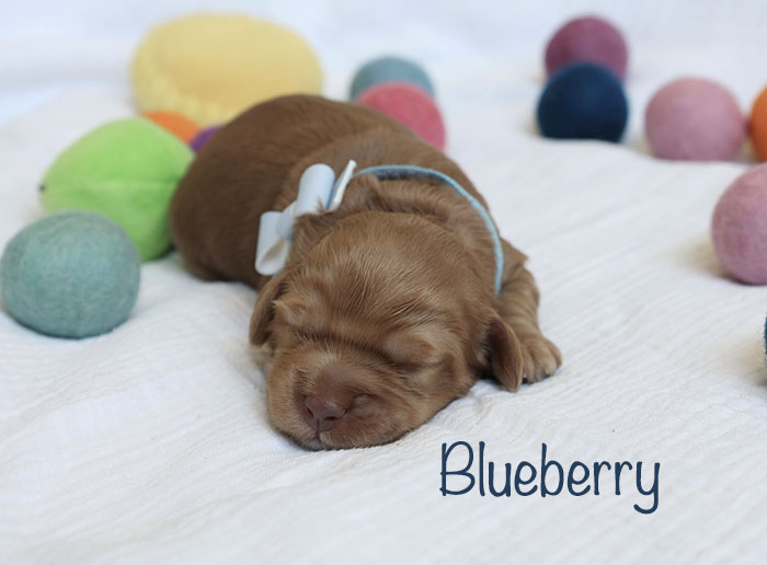 blueberry from birdie and river week 1