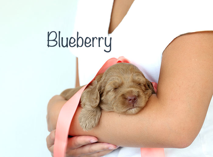 blueberry from birdie and river week 3