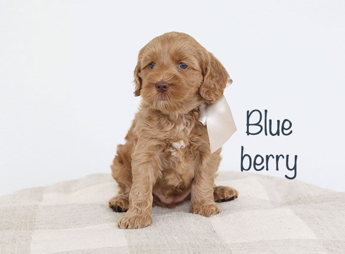 blueberry from birdie and river week 5