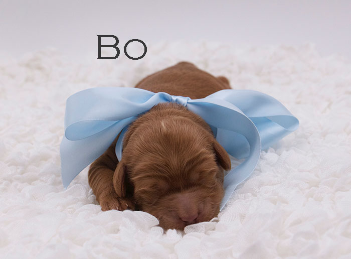Bo from lulu and remi week 1