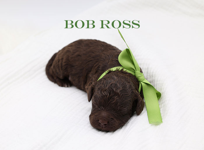 bob ross from waffles and bo week 1