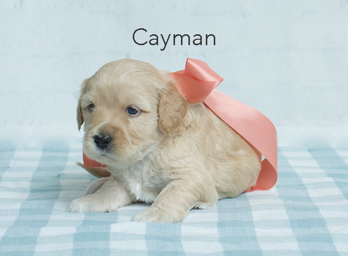 cayman from katie and finn week three