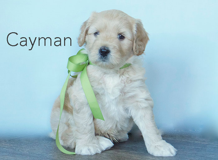 cayman from katie and finn week five