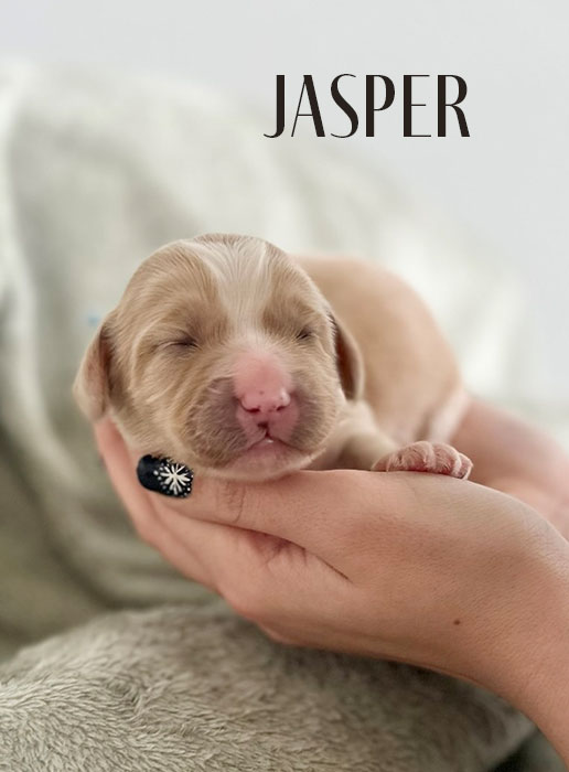 jasper from aspen and river week 1