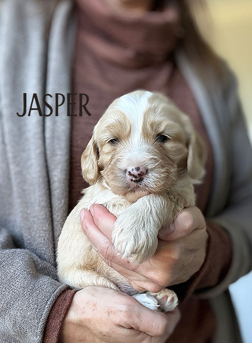 jasper from aspen and river week 3