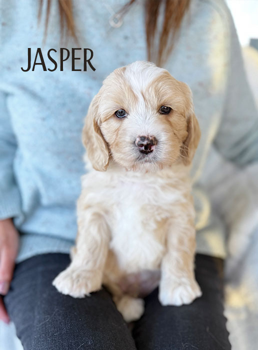 jasper from aspen and river week 5