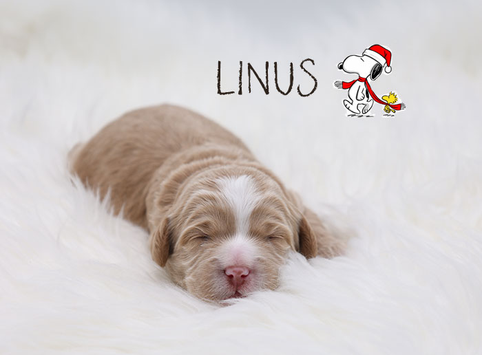 linus from marlee and river week 1