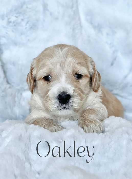 oakley from aspen and river week 3
