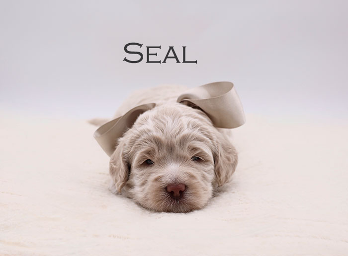 seal from sophie and river week 3
