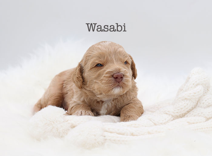 wasabi from tobasco and flirt week 3