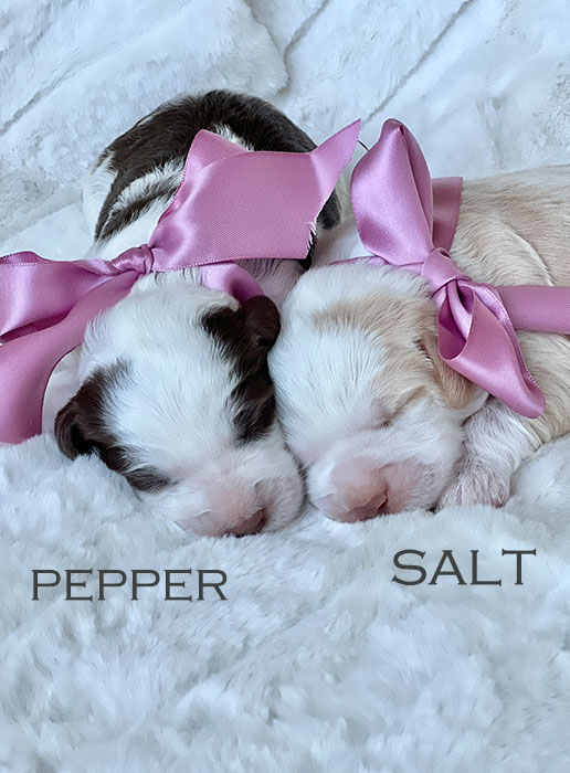 salt from piper and boots week 1