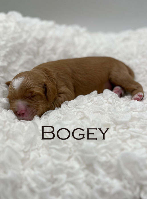 bogey from ellie and boots week 1