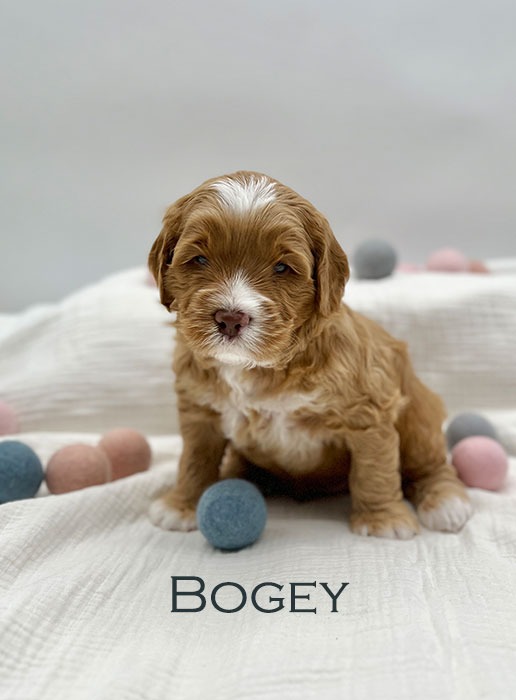 bogey from ellie and boots week 3