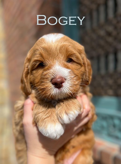 bogey from ellie and boots week 5