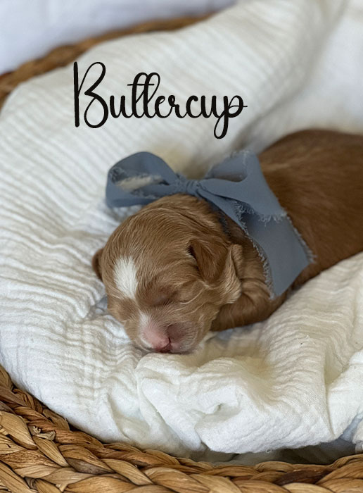 buttercup from libby and rocky week 1