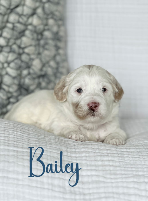 bailey from ellie and rocky week 3