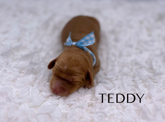 Teddy from lulu and rhodie week 1