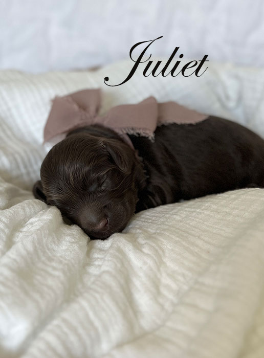 juliet from libby and rocky week 1