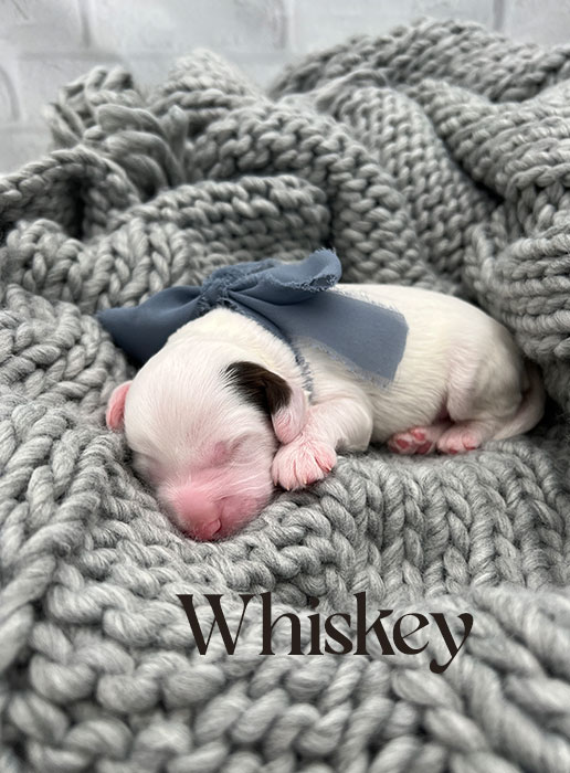 whiskey from ellie and rocky week 1