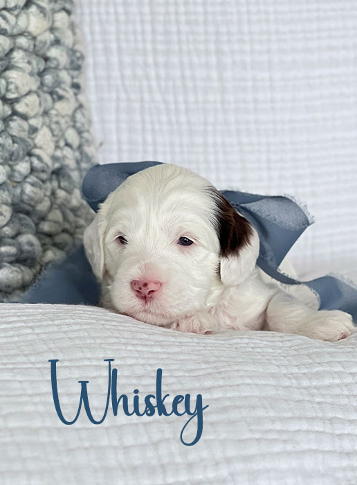 whiskey from ellie and rocky week 3