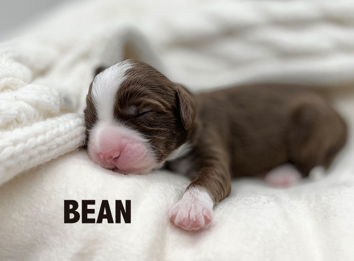bean from waffles and boots week 1