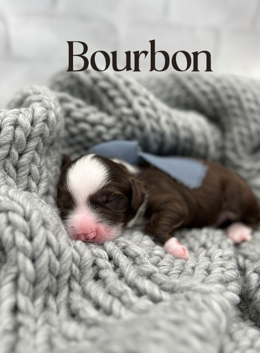 bourbon from ellie and rocky week 1