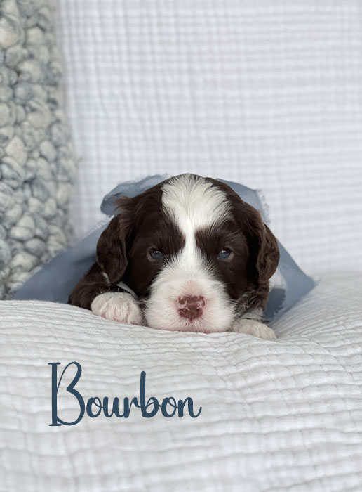 bourbon from ellie and rocky week 3