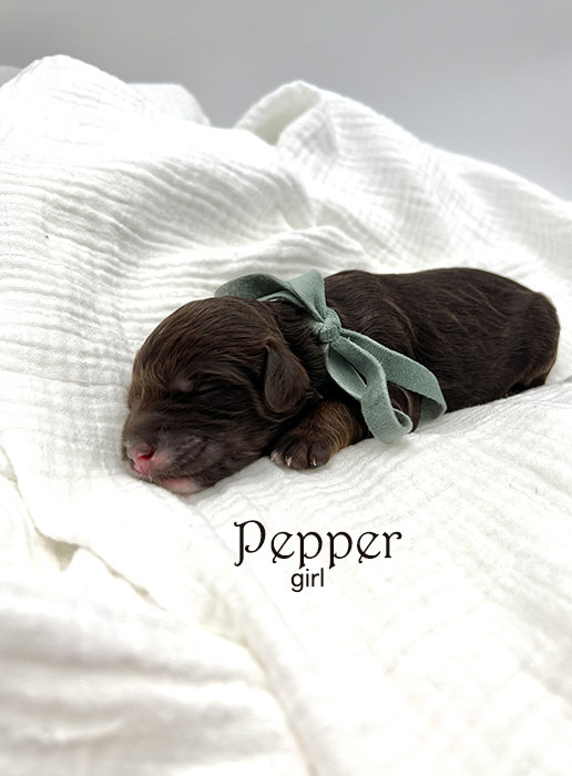 pepper from libby and henry week 1