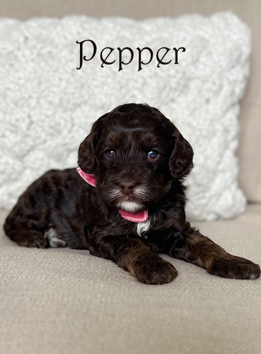 pepper from libby and henry week 3