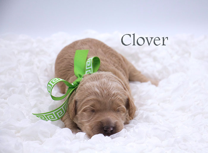 Clover Girl-week 1