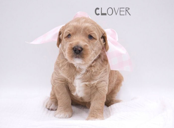 Clover Girl-week 3