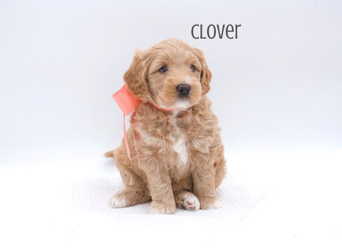 Clover Girl-week 5