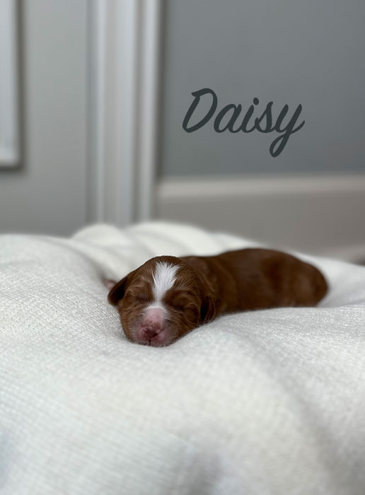 daisy from willow and boots week 1
