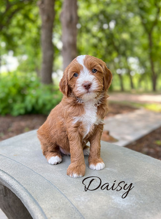 daisy from willow and boots week 5