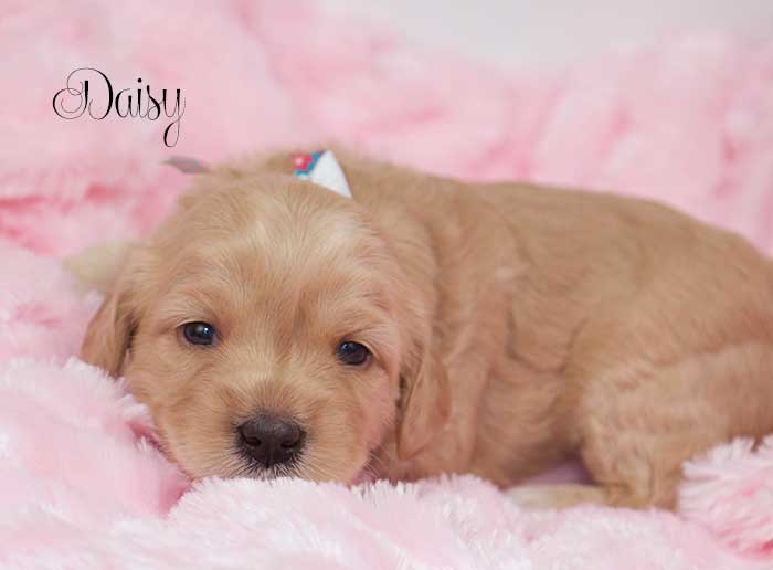 Daisy Girl from Katie and Rhodie week 3