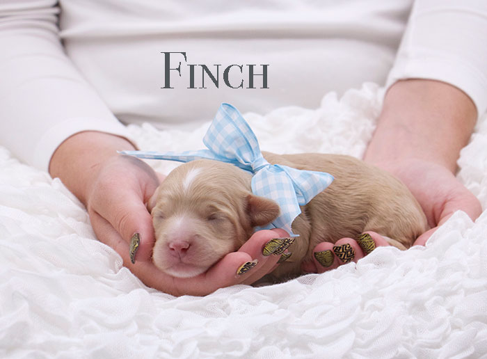 finch from penny and rhodie week 1