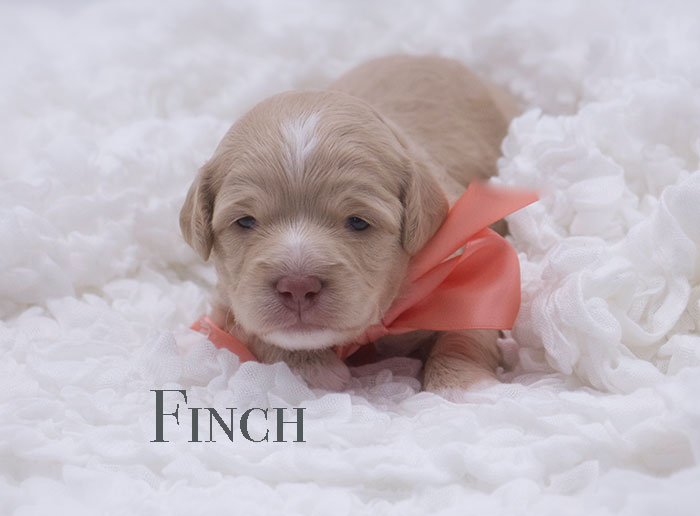 finch from penny and rhodie week 3