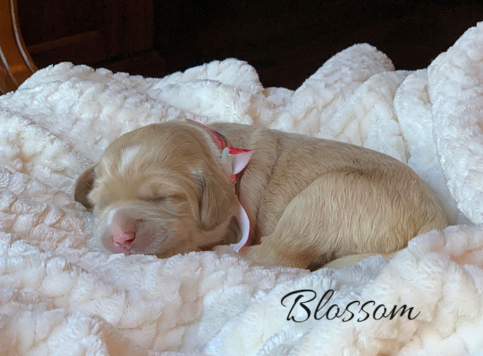 Blossom from Tillie and Dutch week 1