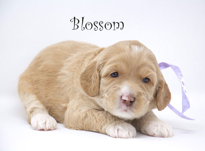 Blossom from Tillie and Dutch week 3