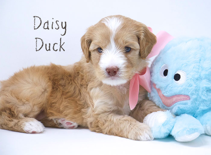 Daisy Duck from Tallulah and Rhodie week 5