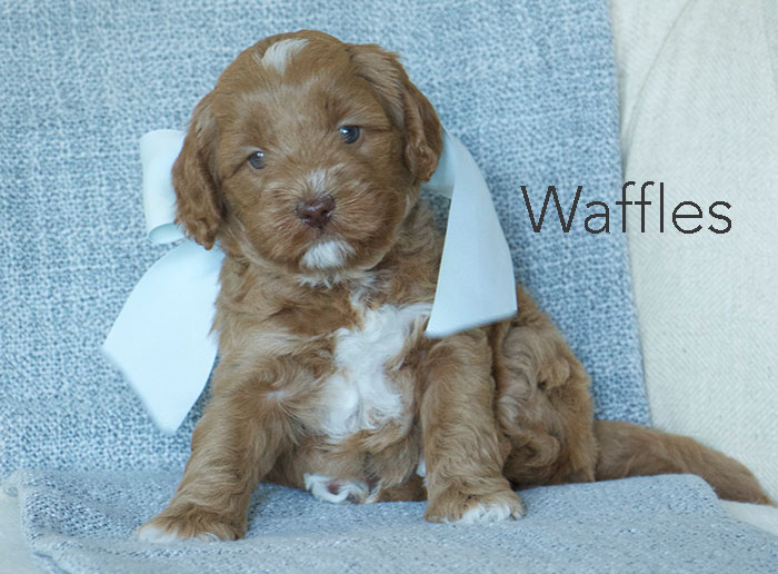 Waffles from london and rhodie week five