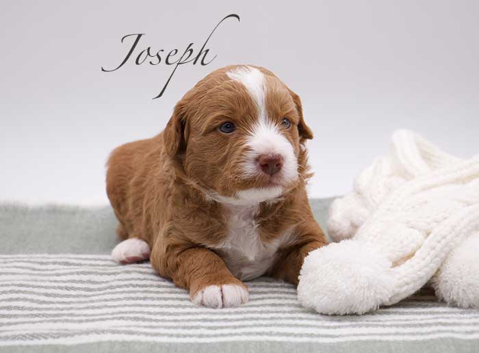 joseph from penny and remi week 3