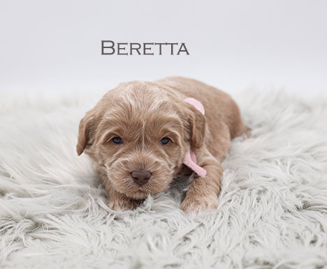 Beretta from Stella and Flirt week 3