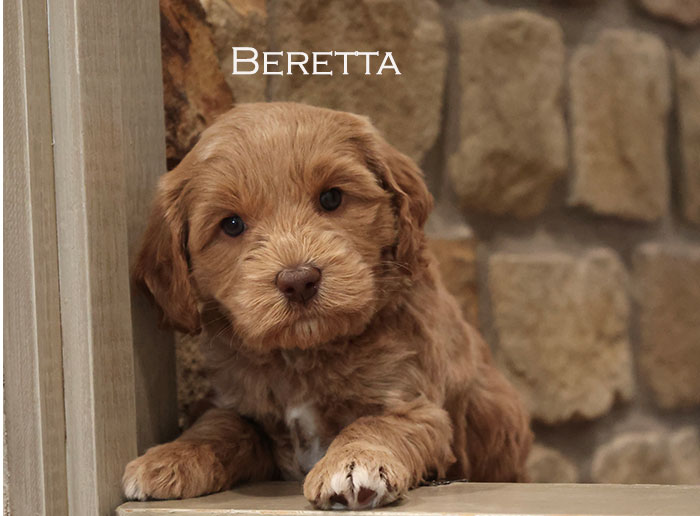 Beretta from Stella and Flirt week 5