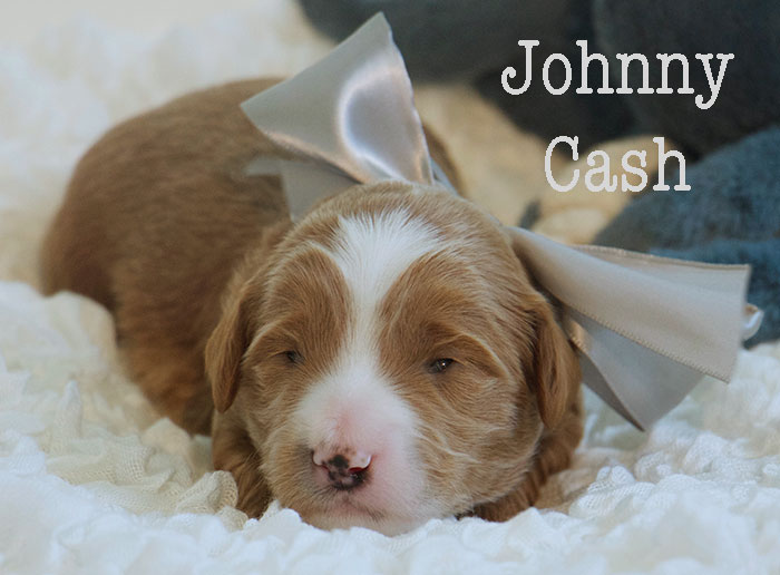 Johnny Cash-week 2
