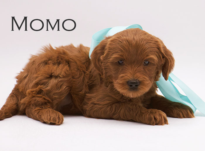 Momo from lulu and remi week five