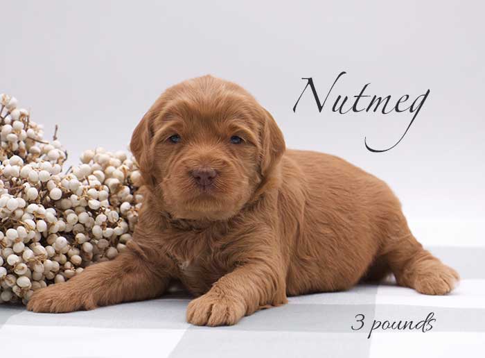 Nutmeg from Parker and Remi week 3