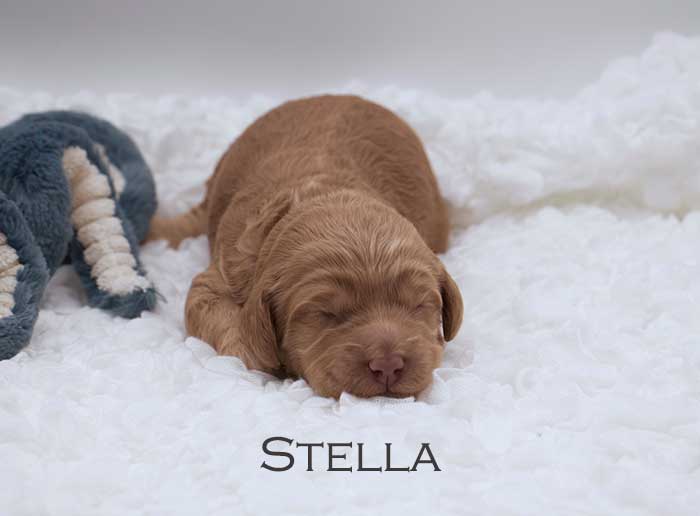 stella from sophie and finn week 1