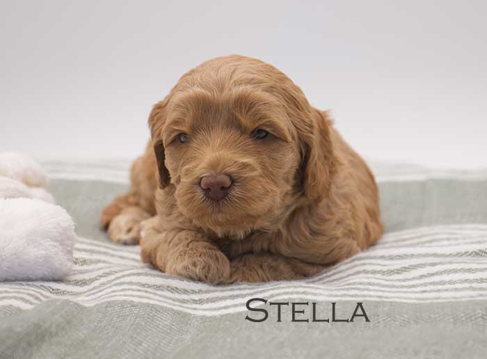 stella from sophie and finn week 3