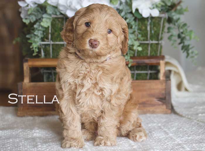 stella from sophie and finn week 5
